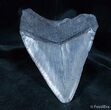 Big Georgia Megalodon Tooth On Stand #1437-2